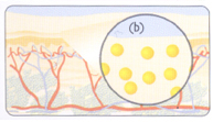Fat cells after