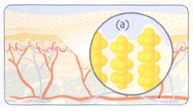 fat cells before
